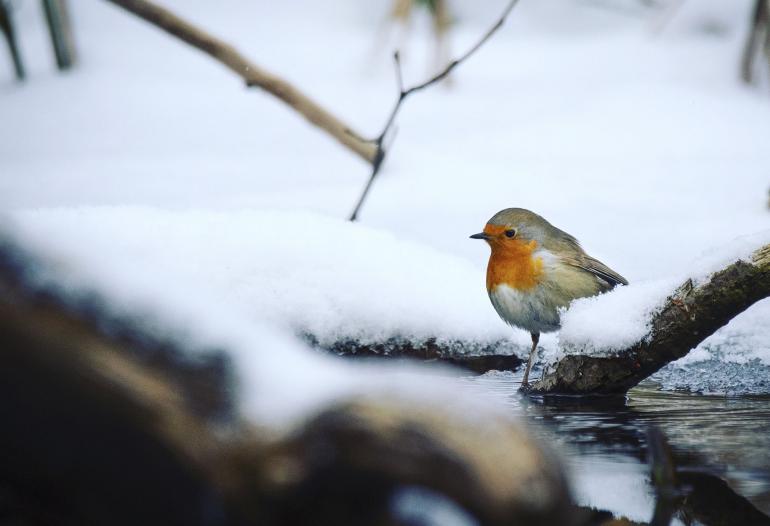 Eigentlich wollte die Fotografin Eisvögel fotografieren, die kamen aber nicht. Dafür gelang ihr ein wunderbares Rotkehlchen-Porträt. Nikon D7200 | 600mm | 1/500 s | f/6,3 | ISO 800