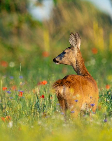 Auf diese bunte Blumenwiese hatte die Fotografin schon länger ein Auge geworfen. Sie hoffte auf ein Foto mit Reh, da sie Spuren im Sand entdeckt hatte. Doch es dauerte drei Anläufe, bis sie tatsächlich ein Tier entdeckte. Nikon D7200 | 600mm | 1/160 s | f/6,3 | ISO 100