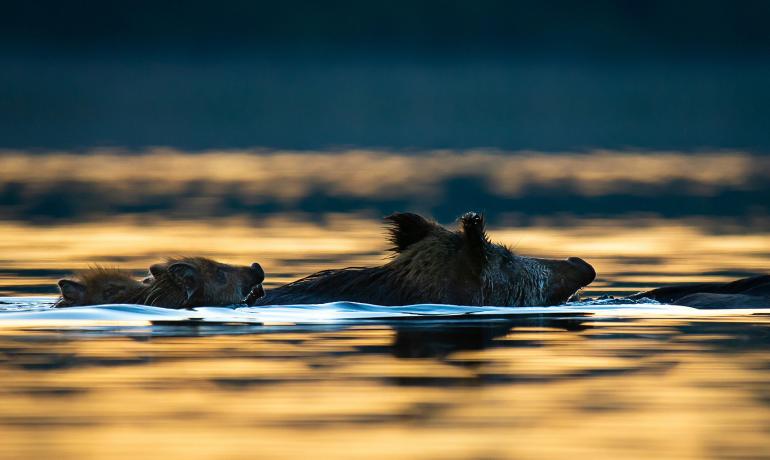 Auch mit dem Kajak geht Karin Kasten gelegentlich auf Fototour. Zufällig entdeckte sie drei ausgewachsene Wildschweine und fünf Frischlinge, die quer über den See schwammen – eine spektakuläre Aufnahme. Nikon D7200 | 600mm | 1/640 s | f/6,3 | ISO 800