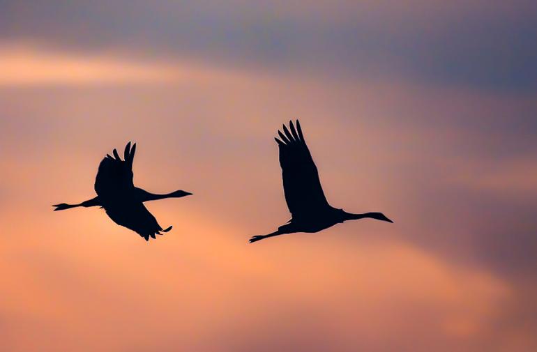 Eine atmosphärische Aufnahme zweier Kraniche im Gegenlicht. Nikon D7200 | 600mm | 1/8000 s | f/7,2 | ISO 640