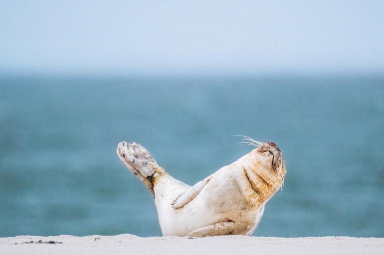 Seehund auf Sylt