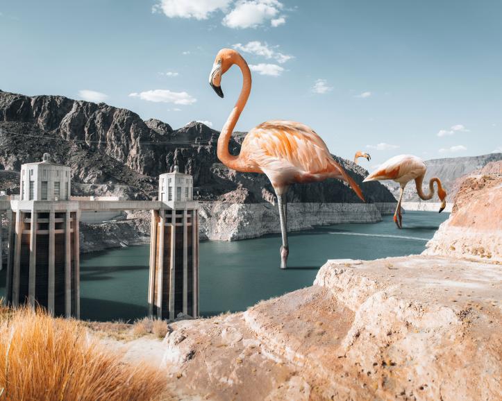 „Hoover Dam Flamingos“
