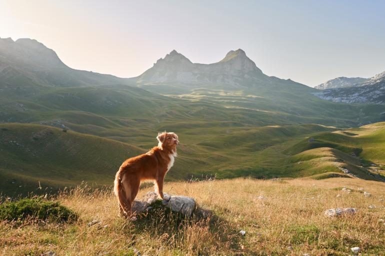 Eine Fotoserie besteht aus mindestens drei Bildern und lebt von einem gemeinsamen Nenner, der für die Betrachterinnen und Betrachter erkenn- oder spürbar ist. Dieser kann ein verbindendes Element wie der Hund hier, ein fotografischer Effekt, ein Oberthema und vieles mehr sein. Pentax K-1 Mark II | Pentax DFA 24–70mm f/2,8 ED SDM WR | 28 mm | 1/640 s | f/3,5 | ISO 160