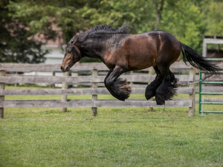 Horse Category Winner: „I think I saw a mouse!“