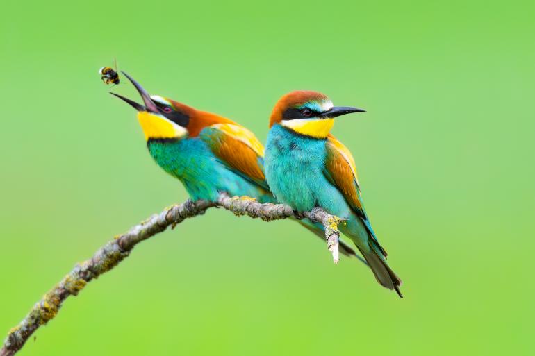 Hummel zum Frühstück: Dieses Bild entstand an einem bewölkten Morgen. Mit einem Tarnzelt versteckte sich Hannes Bonzheim noch vor Aktivitätsbeginn der Bienenfresser in der Nähe eines Astes, auf dem sich die bunten Vögel nach seinen Beobachtungen an den Tagen zuvor häufig niederließen. Bienenfresser | Canon R6 Mark II | Sigma 150–600mm F5–6,3 DG OS HSM | Sports | 600 mm | 1/500 s | f/6,3 | ISO 2500