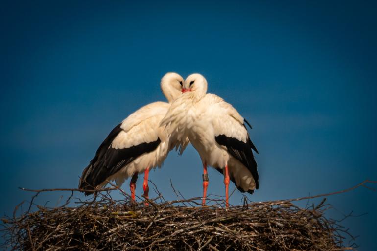 Diese verliebten Störche wurden Mitte März in Ottersheim fotografiert.