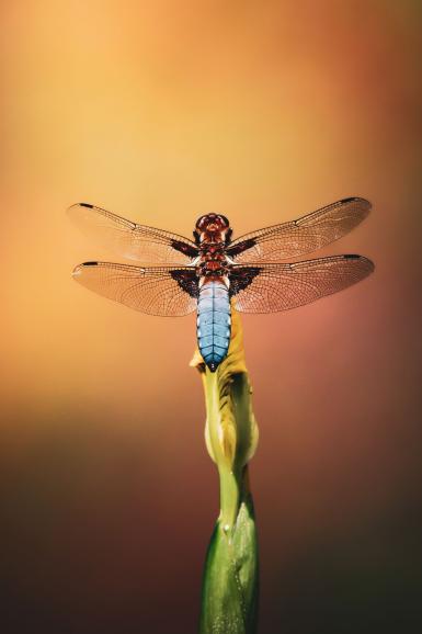 Ein Plattbauch (Libellula depressa), fotografiert im NABU-Naturschutzhof Nettetal.