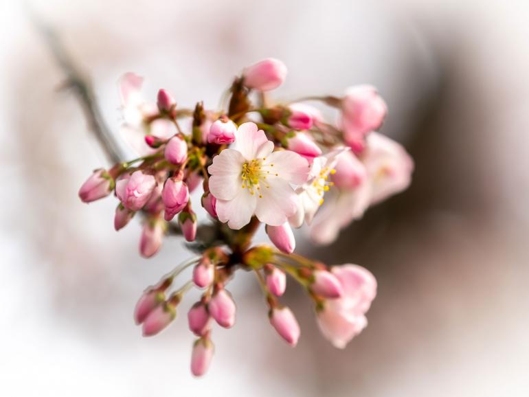 Eine japanische Kirschblüte in voller Pracht, die in Münster von der Fotografin abgelichtet wurde.