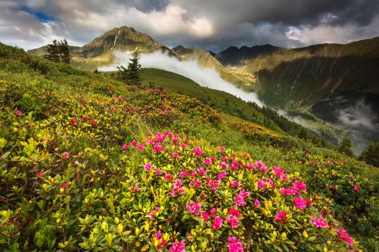 Der Roßkogel ist sozusagen der Haus- und Hofberg des Fotografen. Dieses Bild mit den blühenden Almrosen entstand an einem stürmischen Sommernachmittag. Canon EOS 5D Mark II | 17 mm | 1/4 s | f/19 | ISO 100