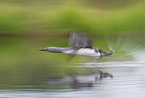 GDT Naturfotograf des Jahres 2008 gewählt