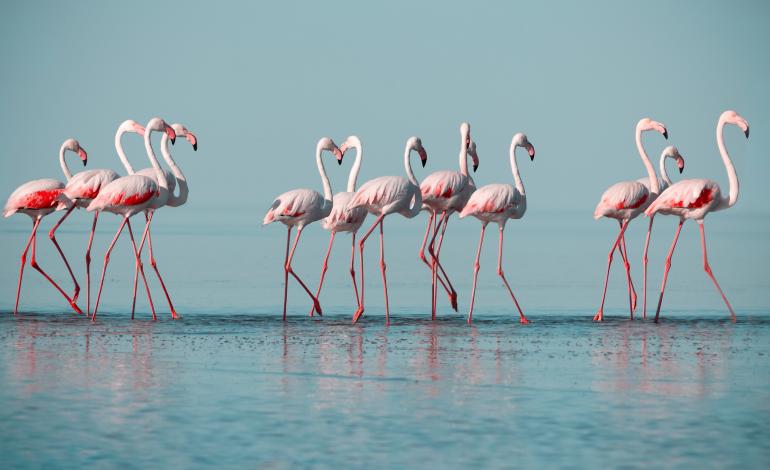 Wildlife wie hier in Namibia oder zuhause vor der Tür: Jetzt sind Ihre Fotos von wild lebenden Tieren gefragt