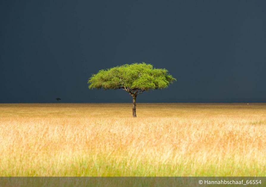 Masai Mara Baum DigitalPHOTO