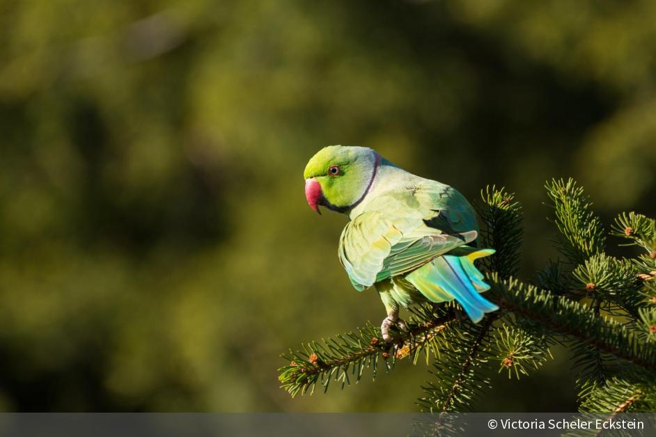 Halsbandsittich / Rose-ringed parakeet | DigitalPHOTO