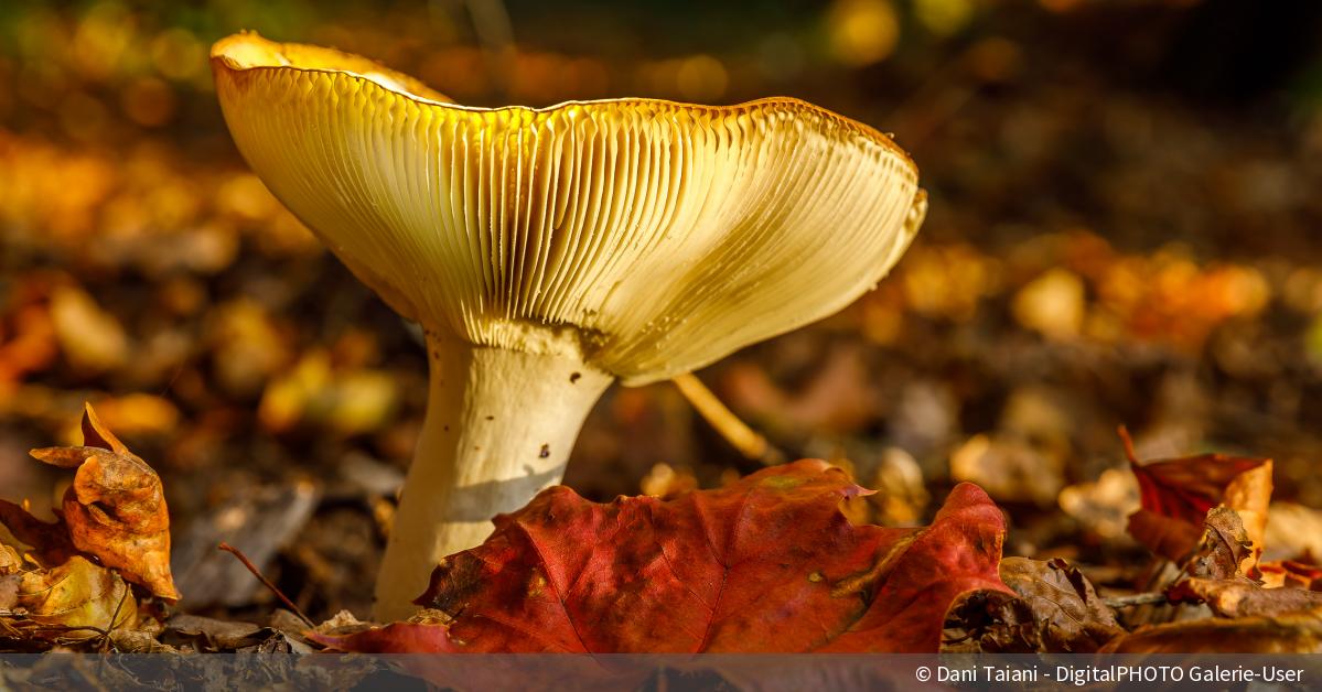 Herbstliche Pilzfotos: 10 Aufnahmen Aus Unserer Lesergalerie