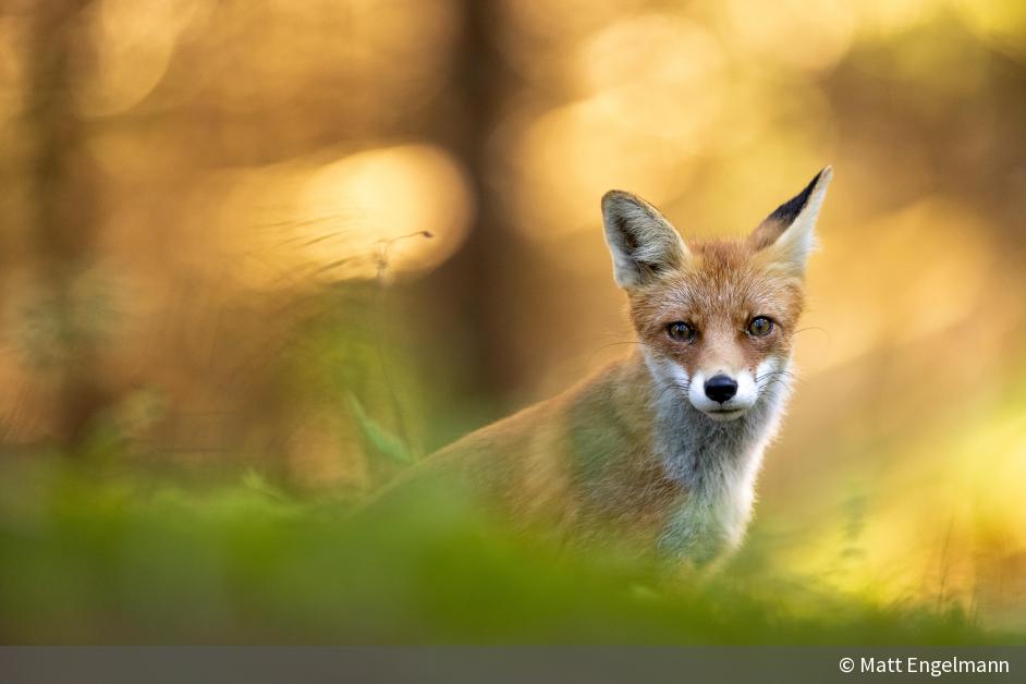 Fotowettbewerb 2023: Jetzt Wildlife-Aufnahmen Einreichen