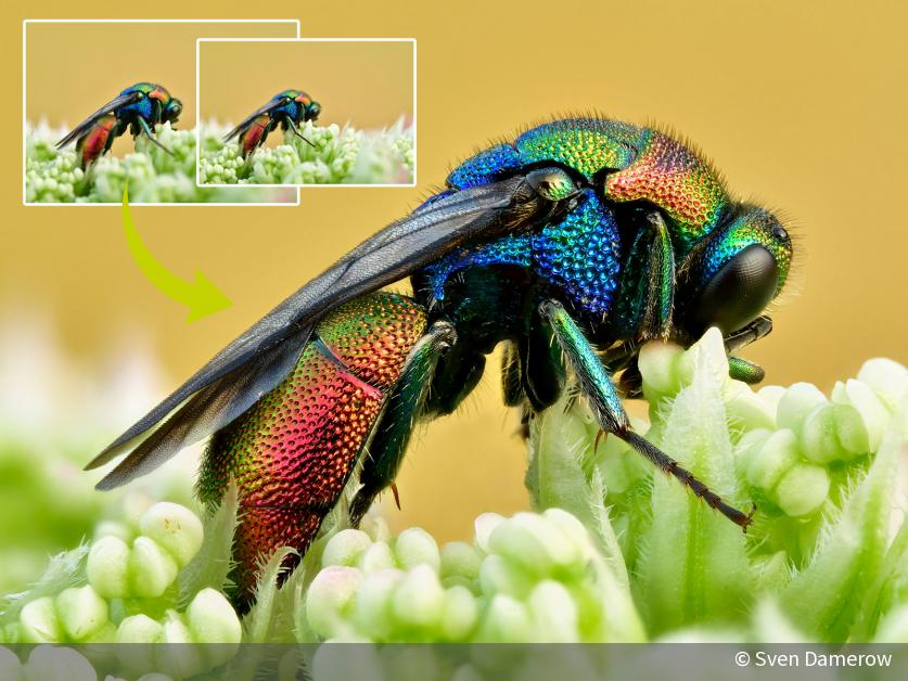 Focus Stacking in [Schritt für Schritt erklärt]