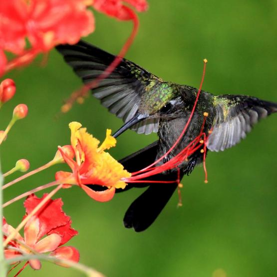download print shop kolibri